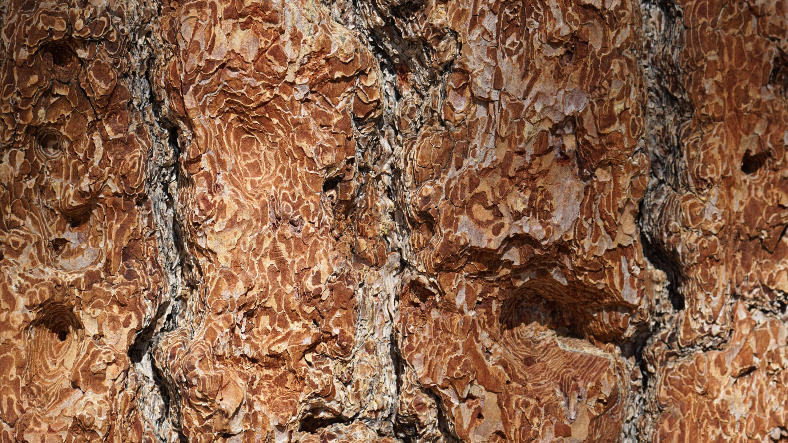 Preventing the decomposition of woody biomass
