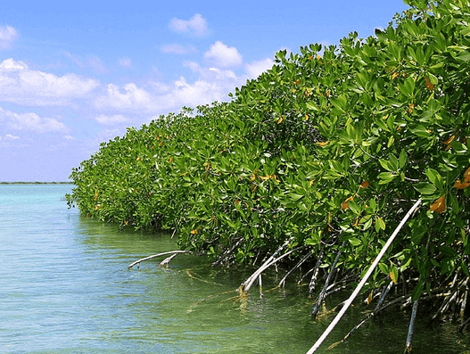 Restoring mangrove ecosystems in Indonesia