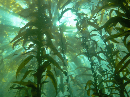 Kelp restoration project in California